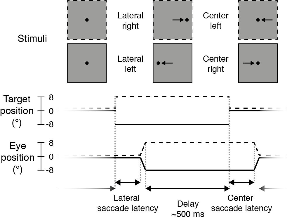 Prosaccade task. Each trial started with a lateral saccade, where the participant made an eye movement in response to the target stimulus (black dot) jumping from the center of the screen to either the right (dotted lines, +8°) or left (solid lines, -8°). After a delay period (mean: 500 ms) following saccade offset, the target jumped to the center again and participants made a leftward or rightward saccade back to it. After this saccade there was again a delay period, before the next trial started and the target appeared to the left or right again.