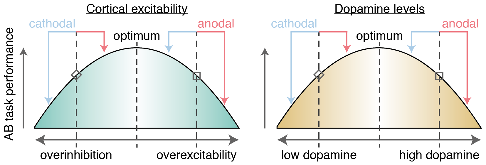 Model where AB task performance is dependent on cortical excitability (left, London & Slagter, 2015) and dopamine levels (right, Wiegand et al., 2016). Whether anodal (red arrows) or cathodal (blue arrows) tDCS improves performance depends on the baseline starting point on these axes, as shown in two example cases. First, an individual with relatively low levels of dopamine / cortical excitability (diamond shape) should benefit from anodal tDCS (as they move closer to the optimum), whereas cathodal tDCS would be detrimental (as they are pushed further away from the optimum). Reversely, an individual with high levels of dopamine / cortical excitability (square shape) would benefit from cathodal but not anodal tDCS.