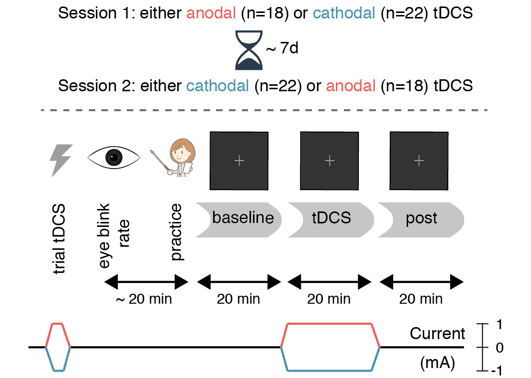 Experimental design. Spontaneous eye blink rate was measured for 6 minutes prior to the start of the task. Then (following a short practice block), participants performed three 20-minute blocks of the attentional blink task: a baseline block without stimulation, a tDCS block during 20 minutes of anodal (red) or cathodal (blue) stimulation, and finally a post-test block (also without stimulation). The second session (typically 7 days later at the same time of day) was identical, except that the tDCS polarity was reversed.