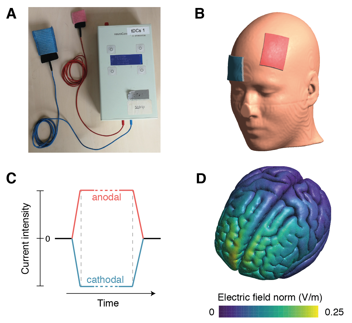 transcranial Direct Current Stimulation. (A) The tDCS device (neuroConn DC-STIMULATOR-PLUS) used for the studies in this thesis, connected to a pair of rubber electrodes (in black). Shown are two electrode sizes: 3x3 cm and 7x5 cm, as was used in Chapter 3. To make contact with the skin, the electrodes can either be inserted in sponges with saline solution (as shown in the image), or can be covered in conductive paste (as in the studies in this thesis). (B) tDCS montage that was used in Chapter 4 and Chapter 5. One electrode was placed over the left dorsolateral prefrontal cortex (F3 in the international 10-20 system); the other was placed on the right forehead (approximately corresponding to 10-20 position Fp2). Shown here is the “anodal tDCS” montage with the anode (in red) over F3 and the cathode (in blue) on the forehead. For “cathodal tDCS”, the electrodes were swapped. (C) The tDCS waveform for the anodal (red) and cathodal (blue) electrodes. The dotted lines mark the end of the ramp-up and start of the ramp-down periods (typically < 1 minute), in which the current intensity is gradually increased and decreased, respectively. In between, the current is held at a constant intensity, typically at 1–2 mA for 10–30 minutes. (D) Simulated electric field for the montage in (B), for the gray matter in the MNI152 template, calculated using SimNIBS software (Version 2.2.1; Saturnino et al., 2018; Thielscher, Antunes, & Saturnino, 2015). As is typical with tDCS, peaks in the electric field are localized near the electrodes, but they do not necessarily occur exactly underneath, and the distribution of the field is diffuse.